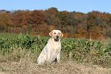 LABRADOR 352